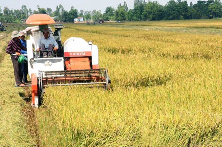Mekong River Delta boosts mechanization in rice cultivation - ảnh 1